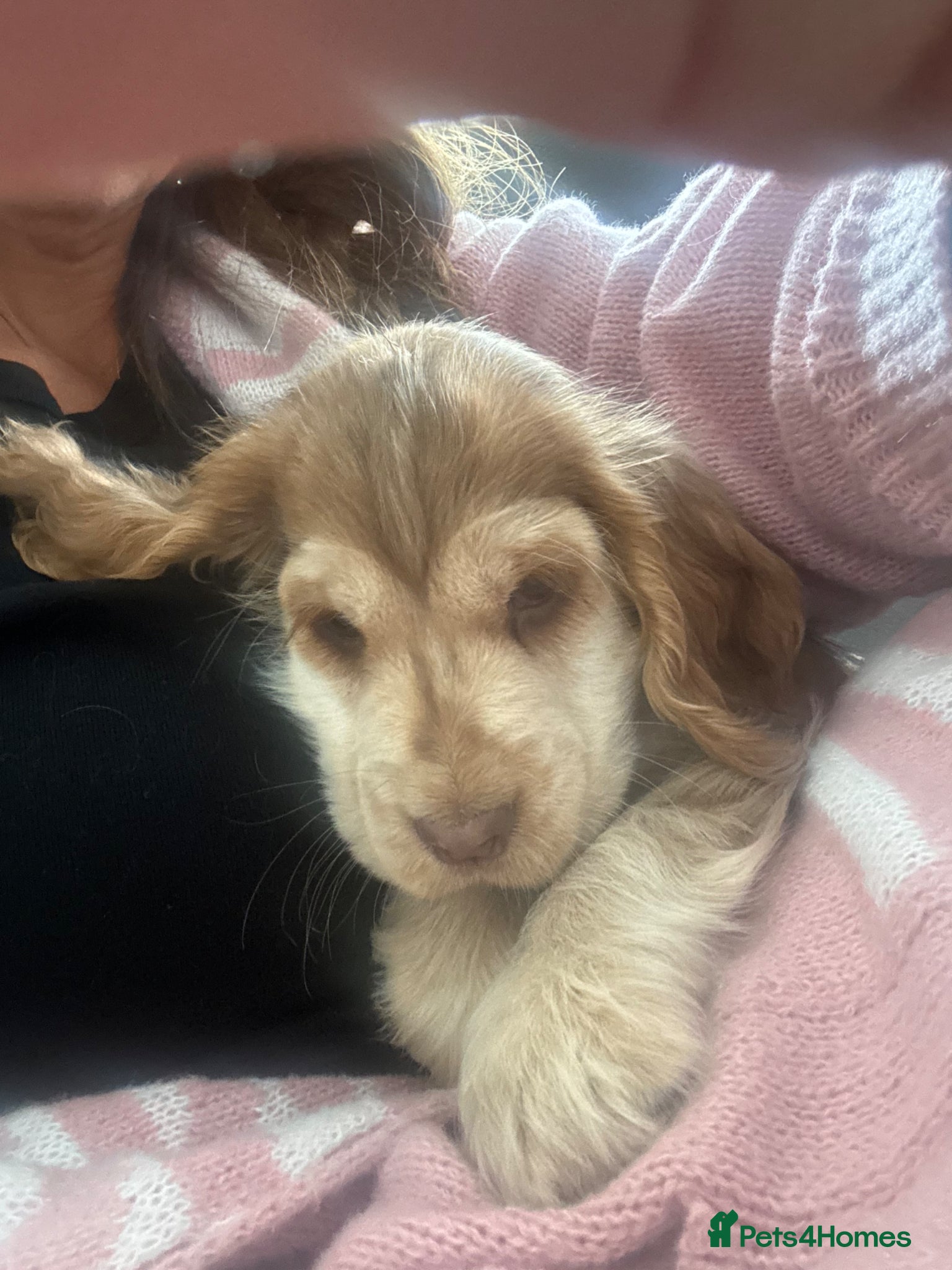 Cocker Spaniel dogs Beautiful KC registered show spaniels ready now  - Advert 1