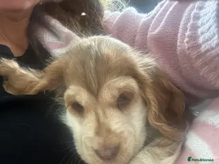 Cocker Spaniel dogs Beautiful KC registered show spaniels ready now - Advert 1