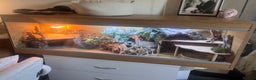 Bearded Dragon reptiles for sale: Orange Hypo Female Bearded dragon & set up - Advert 2