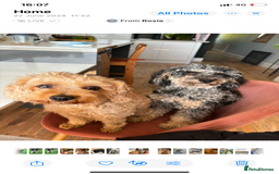 Cavapoo dogs for sale: Stunning cavapoo puppies  - Image 3
