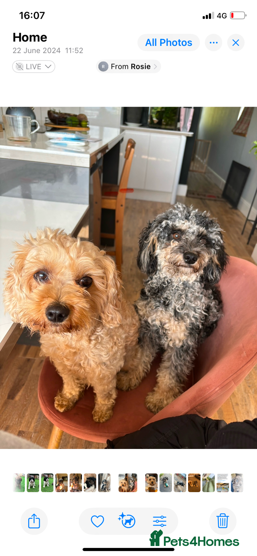Cavapoo dogs for sale: Stunning cavapoo puppies  - Image 3