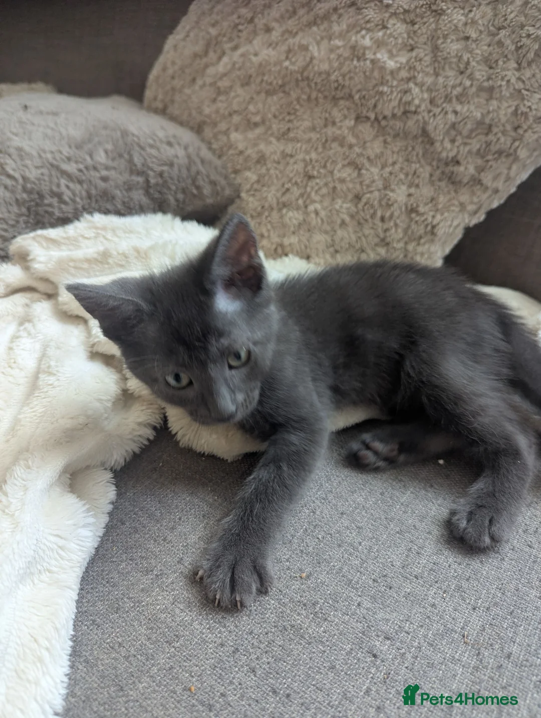Mixed Breed cats for sale: 3 beautiful kittens remaining  - Advert 11
