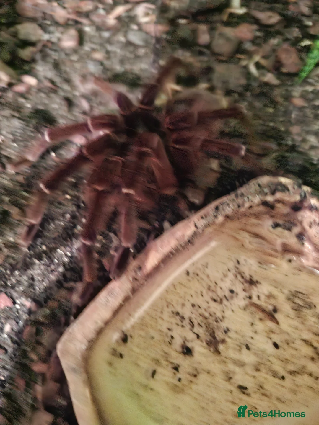 Spiders invertebrates for sale: Adult Male Goliath Birdeater - Advert 1