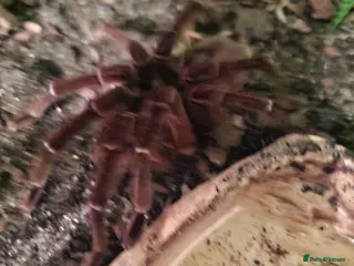 Spiders invertebrates Adult Male Goliath Birdeater - Advert 5