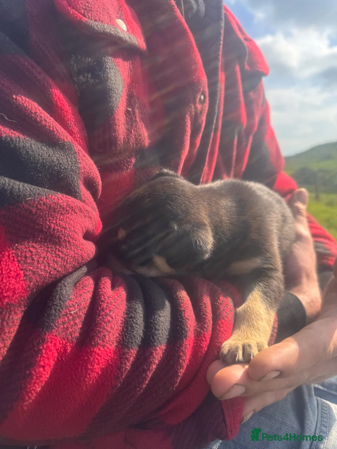 Mixed Breed dogs for sale: Beautiful puppies  - Advert 11