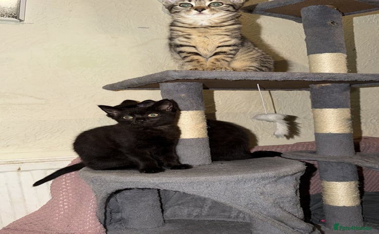 Maine Coon cats 3 kittens for sale - Advert 3