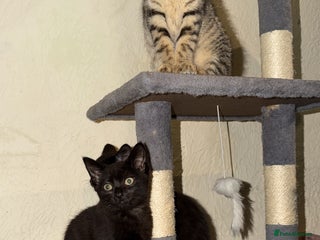 Maine Coon cats 3 kittens for sale - Advert 3
