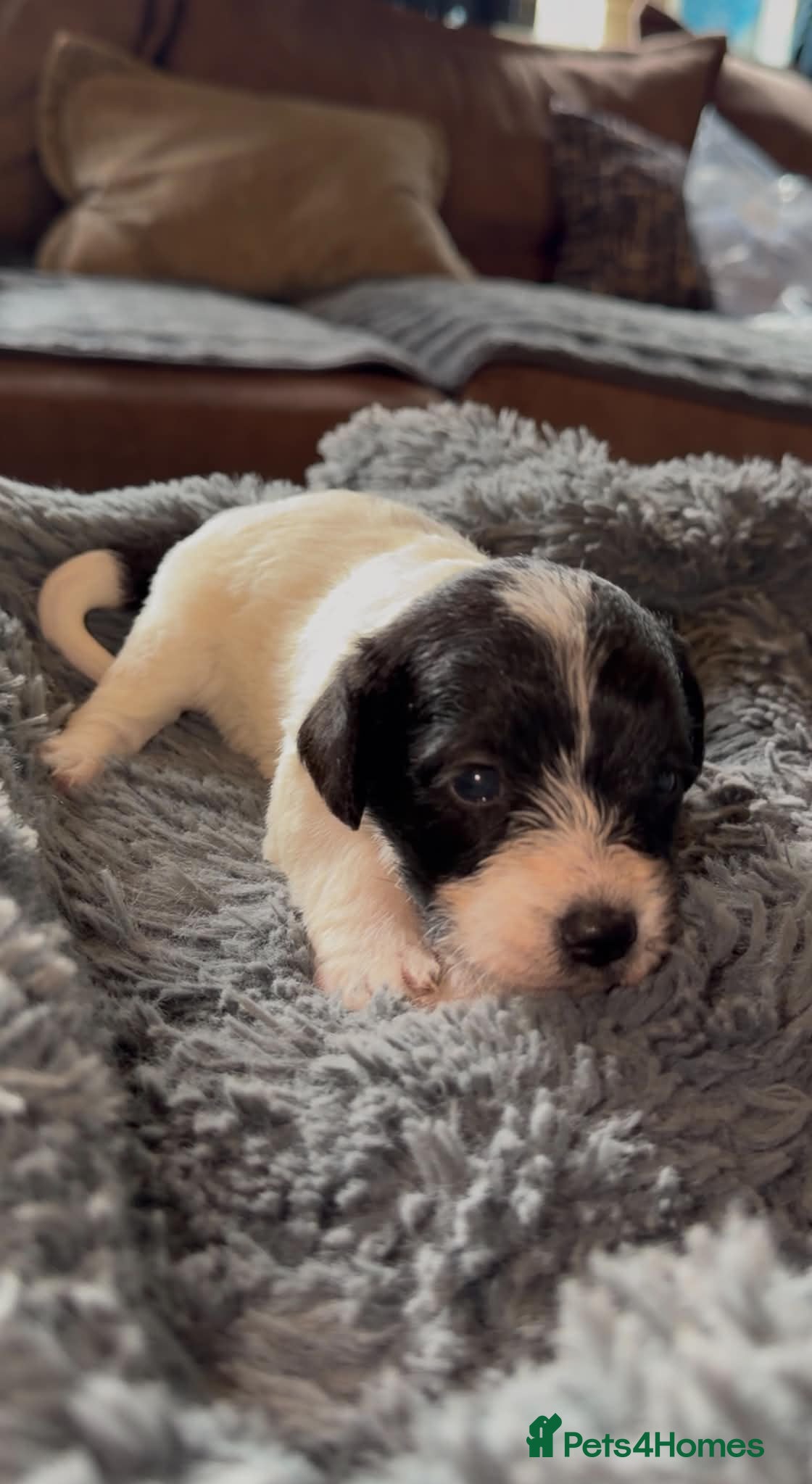 Mixed Breed dogs F1 cockerpoos - Advert 2