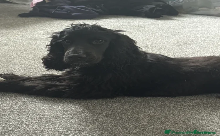 Cocker Spaniel dogs - Advert 14