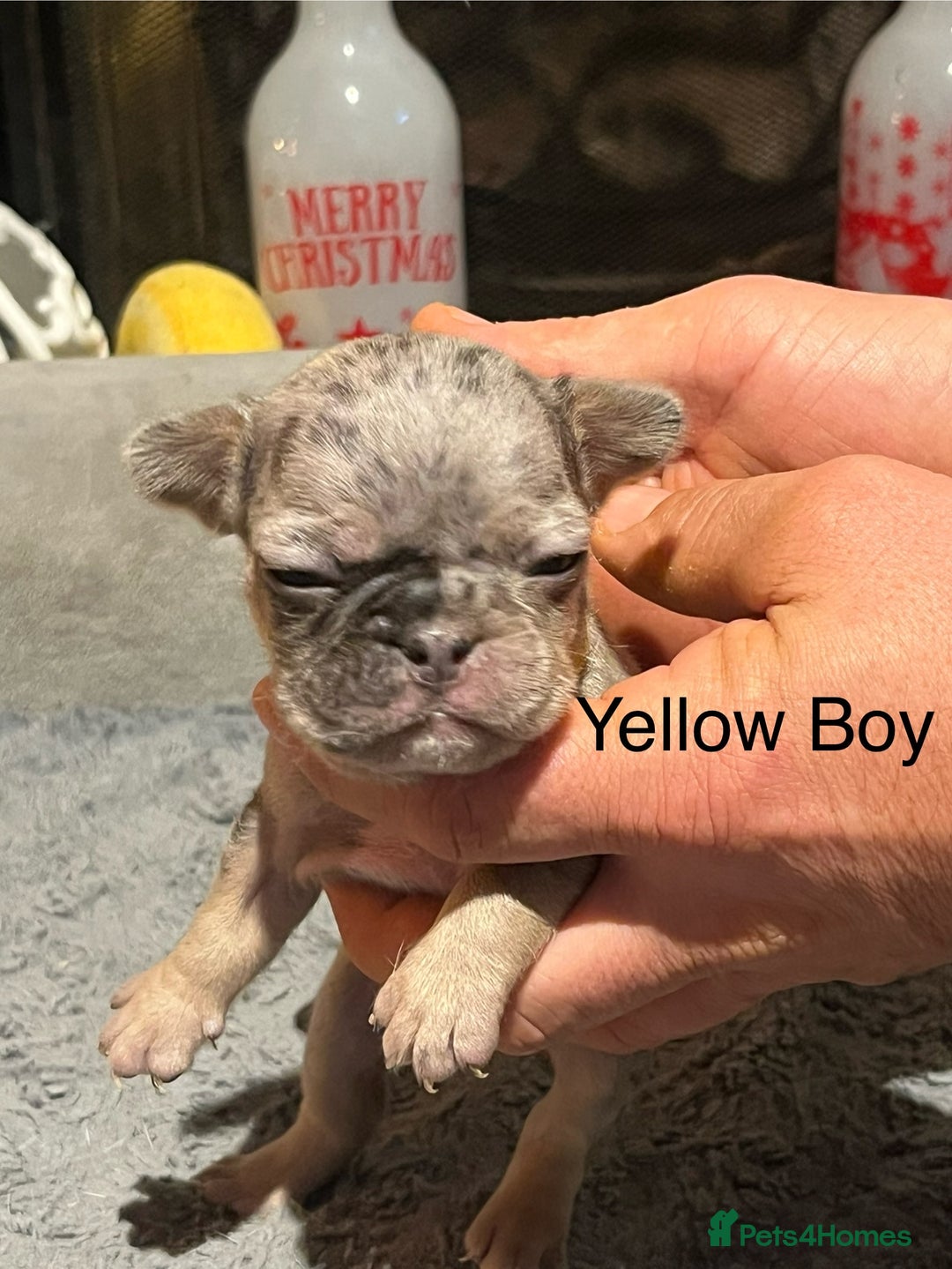 French Bulldog dogs for sale: DWKC Registered French Bulldog puppies for sale - Advert 16