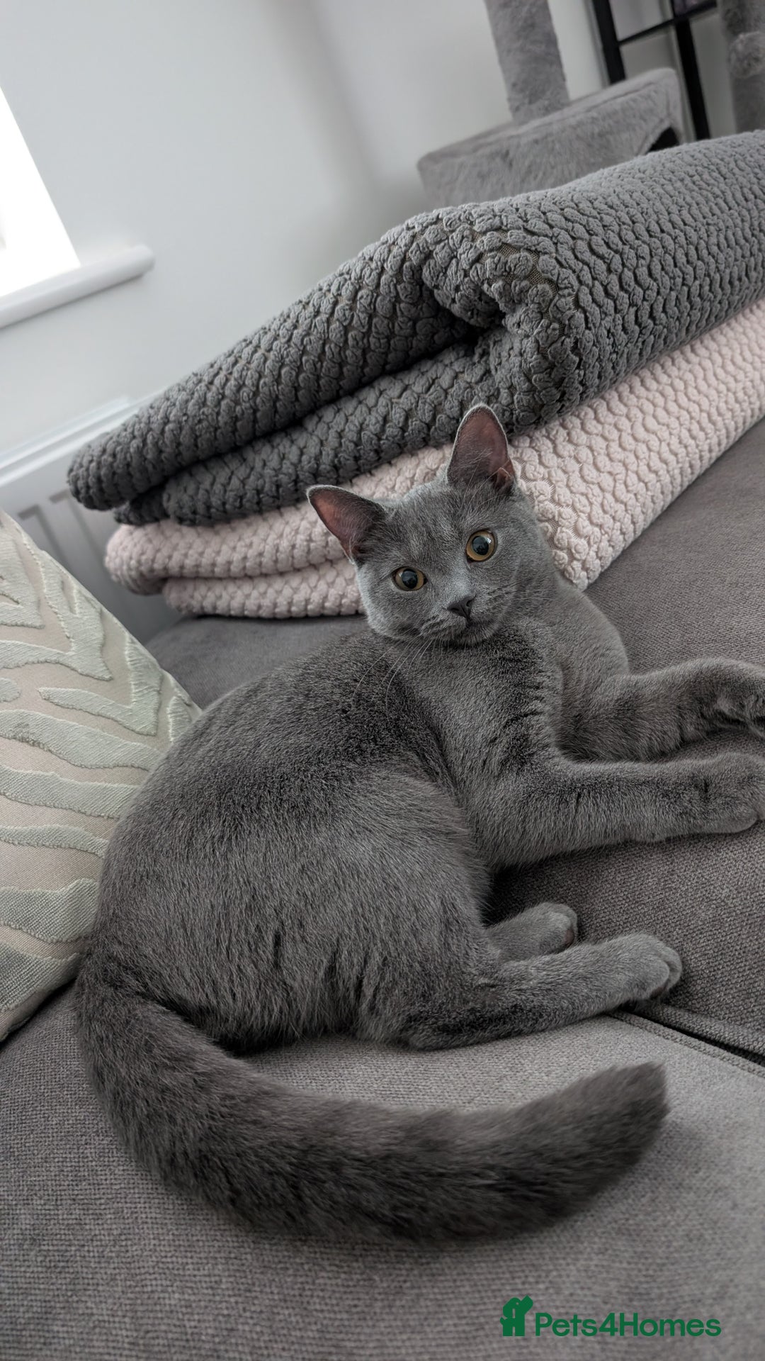 Russian Blue cats for sale: Mya Russian blue x British blue  - Advert 4