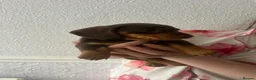 Dachshund dogs for sale: Gorgeous dachshund puppies  - Advert 12