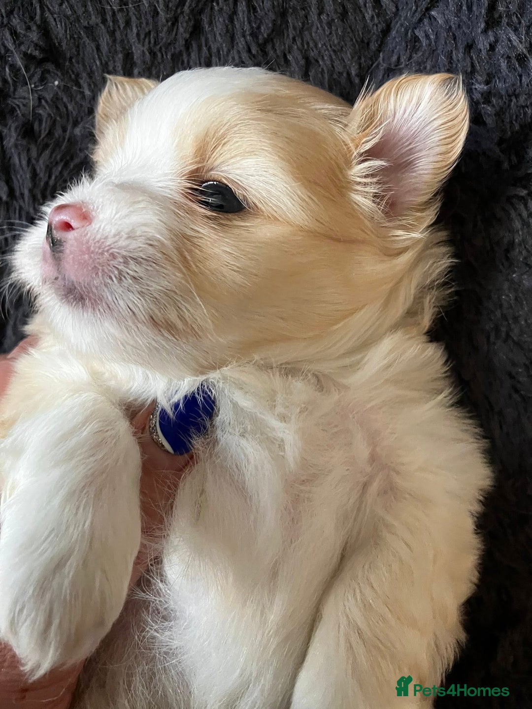 Mixed Breed dogs for sale: Pomeranian Puppies - £1,500 each - Image 12