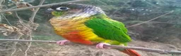 Conures birds for sale: Green Cheek Conure  in Barnet - Advert 1