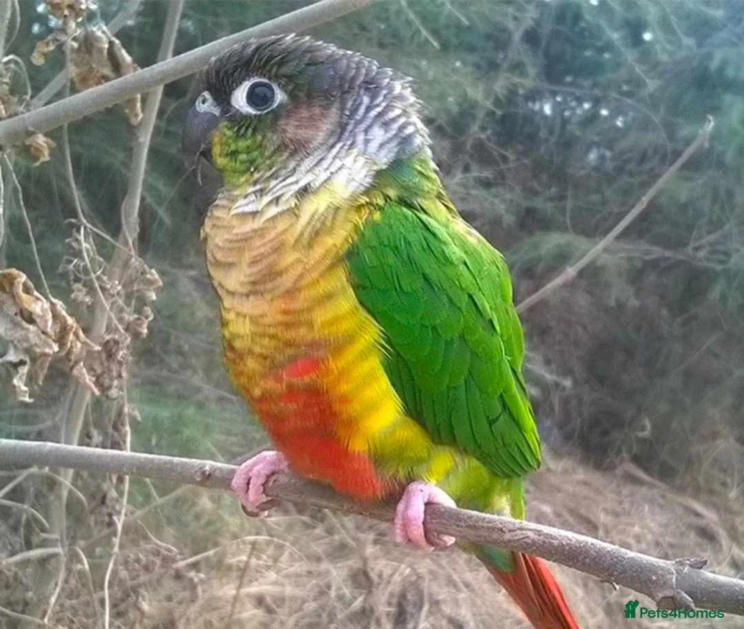 Conures birds for sale: Green Cheek Conure  in Barnet - Advert 1
