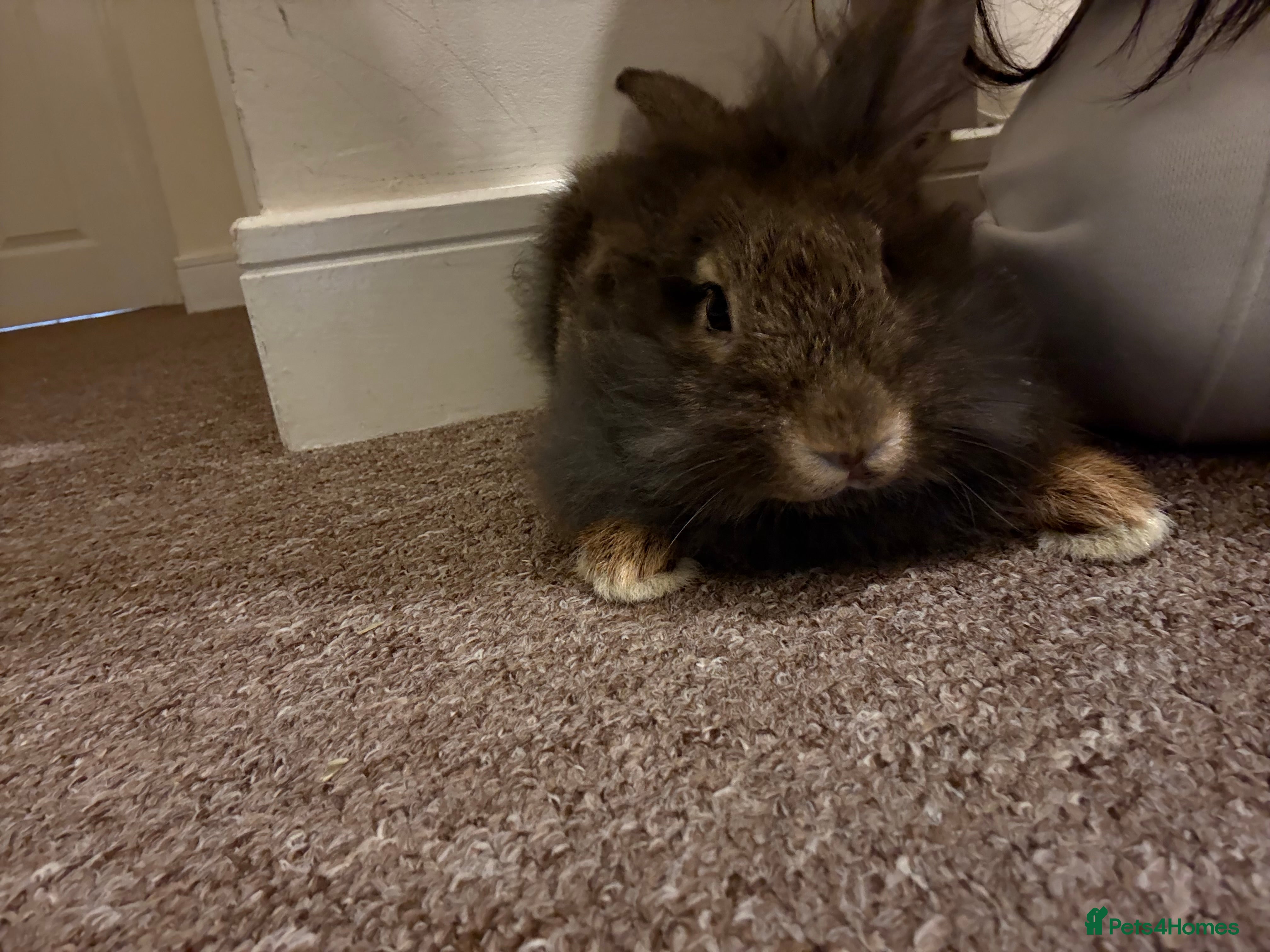 Lionhead rabbits Loving brown lionhead rabbit - Advert 1