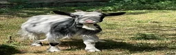 Goats livestock for sale: Pygmy Goats for sale in Worcester - Advert 4