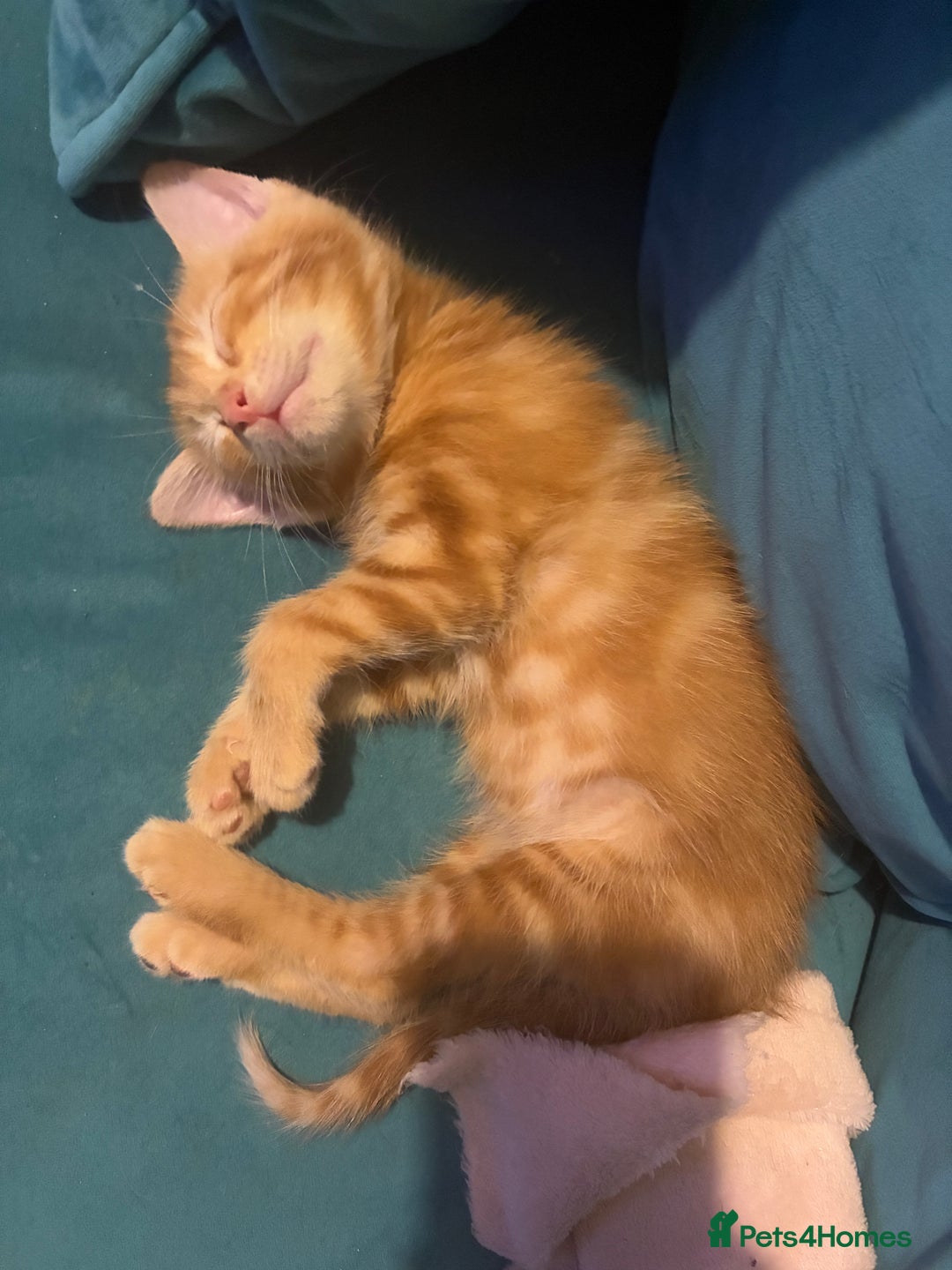 Domestic Shorthair cats for sale: Beautiful ginger male kitten  - Advert 3