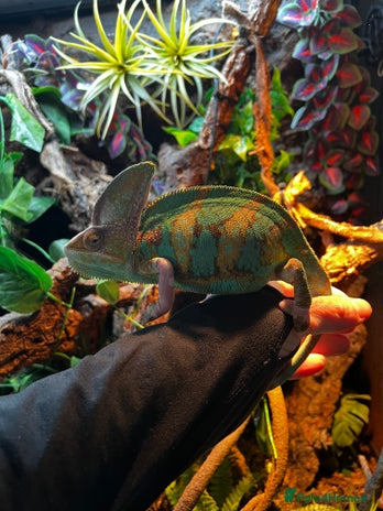 Chameleon reptiles - Advert 1