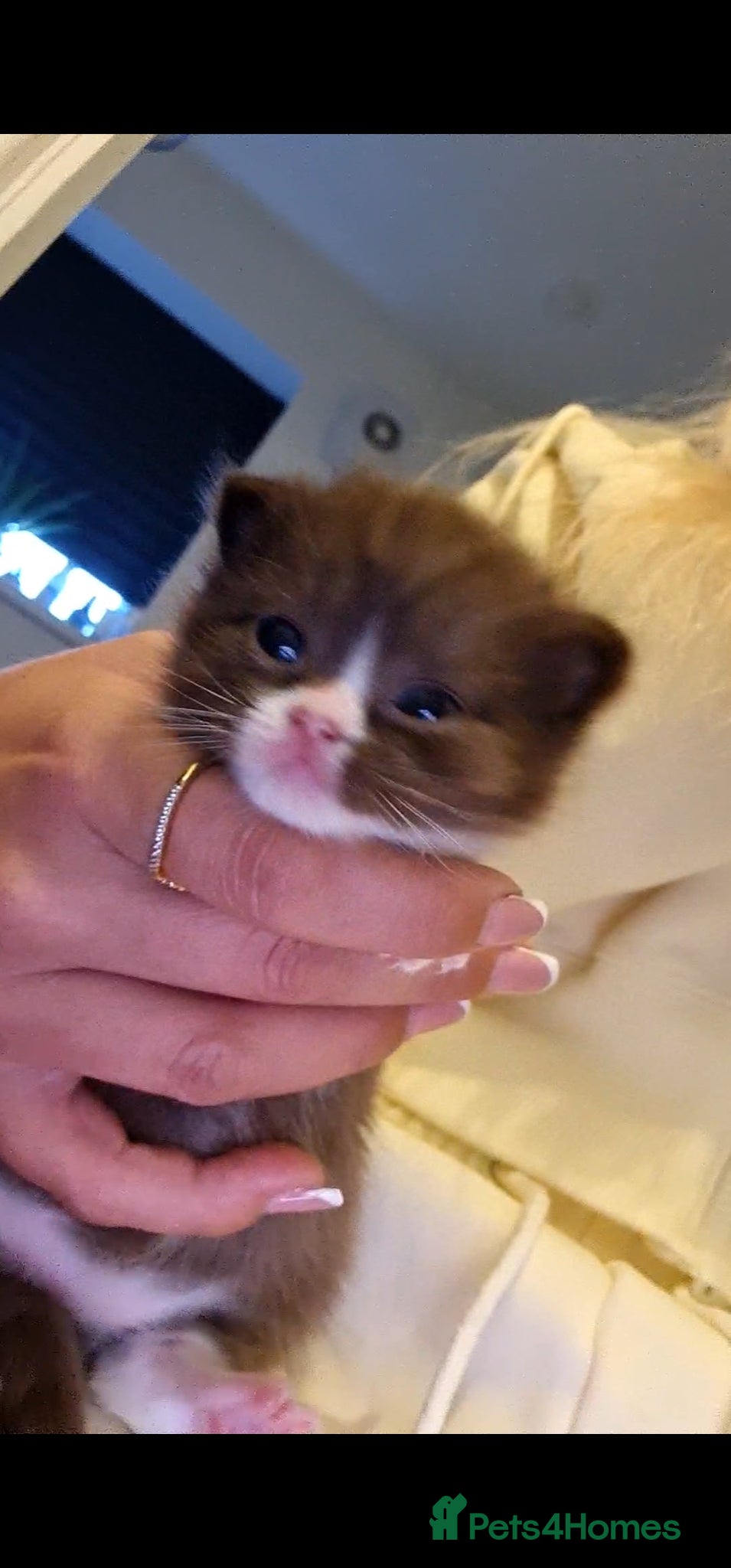British Shorthair cats Choc and dark choc British shorthair/ragdoll  - Advert 6