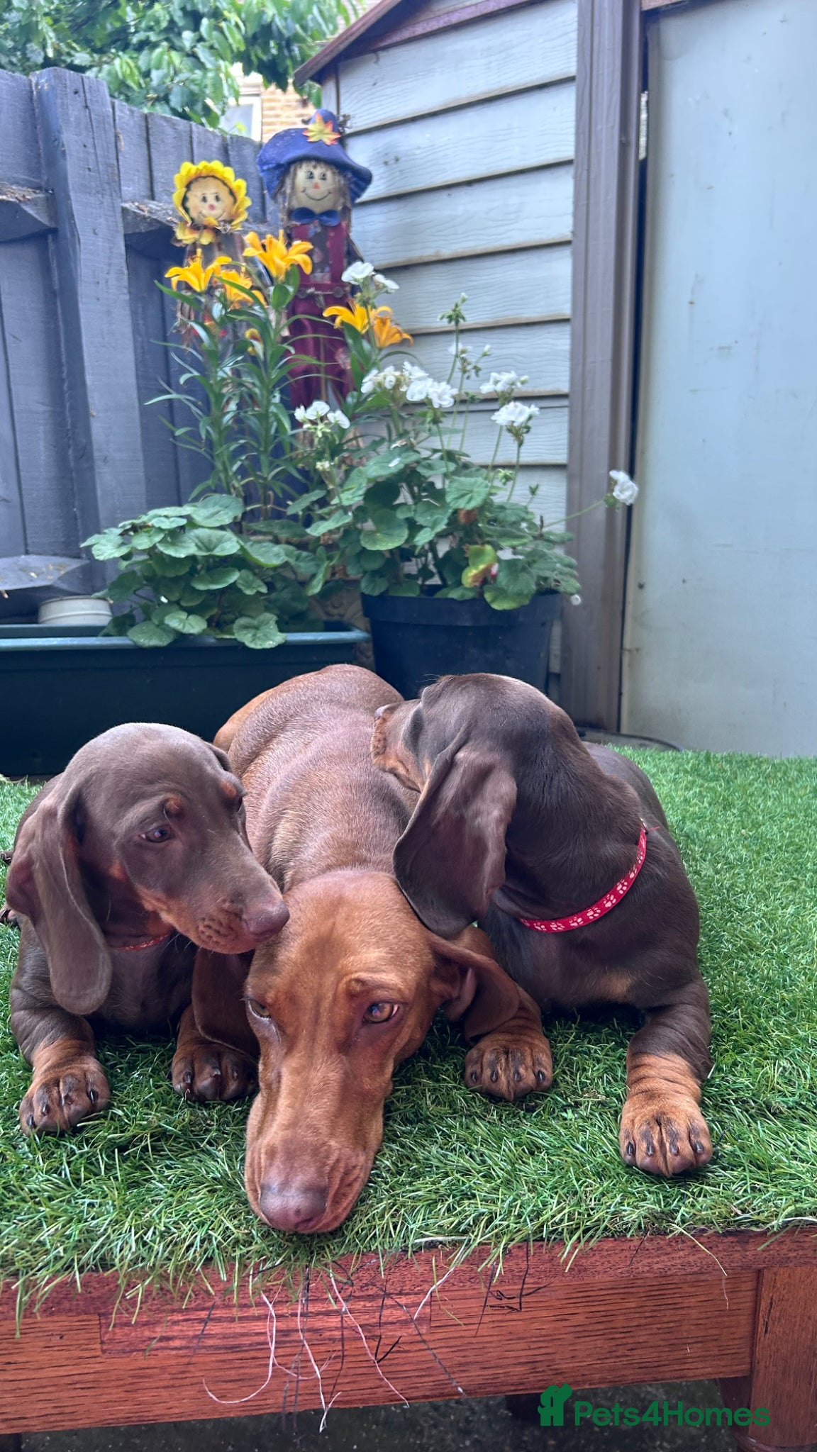 Dachshund dogs for sale: Only ONE Girl left Standard dachshund - Advert 25
