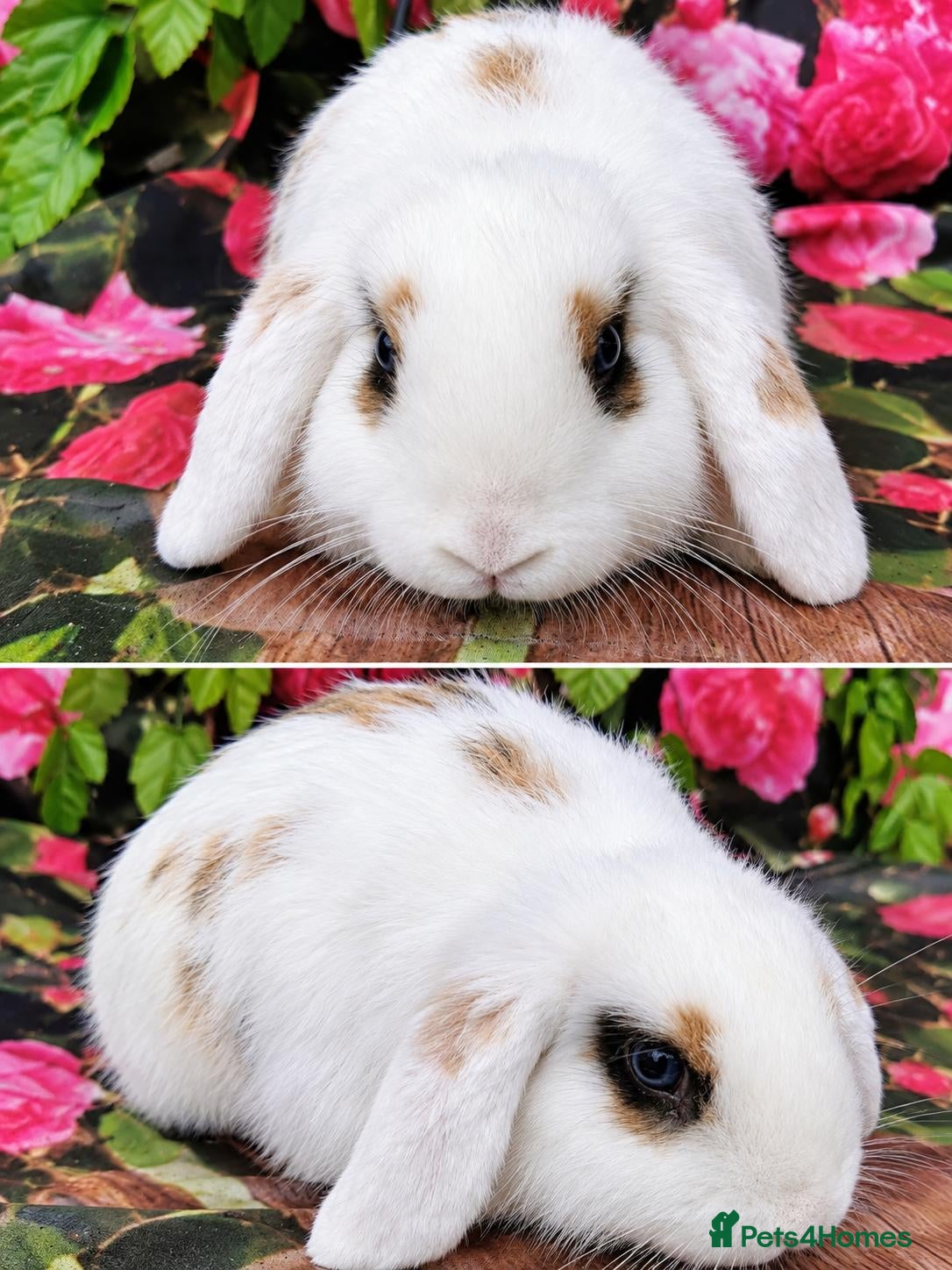 Mini Lop rabbits Mini lop baby rabbits  - Advert 22