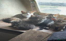 Mixed Breed cats for sale: 4 Tabby Kittens - Image 2