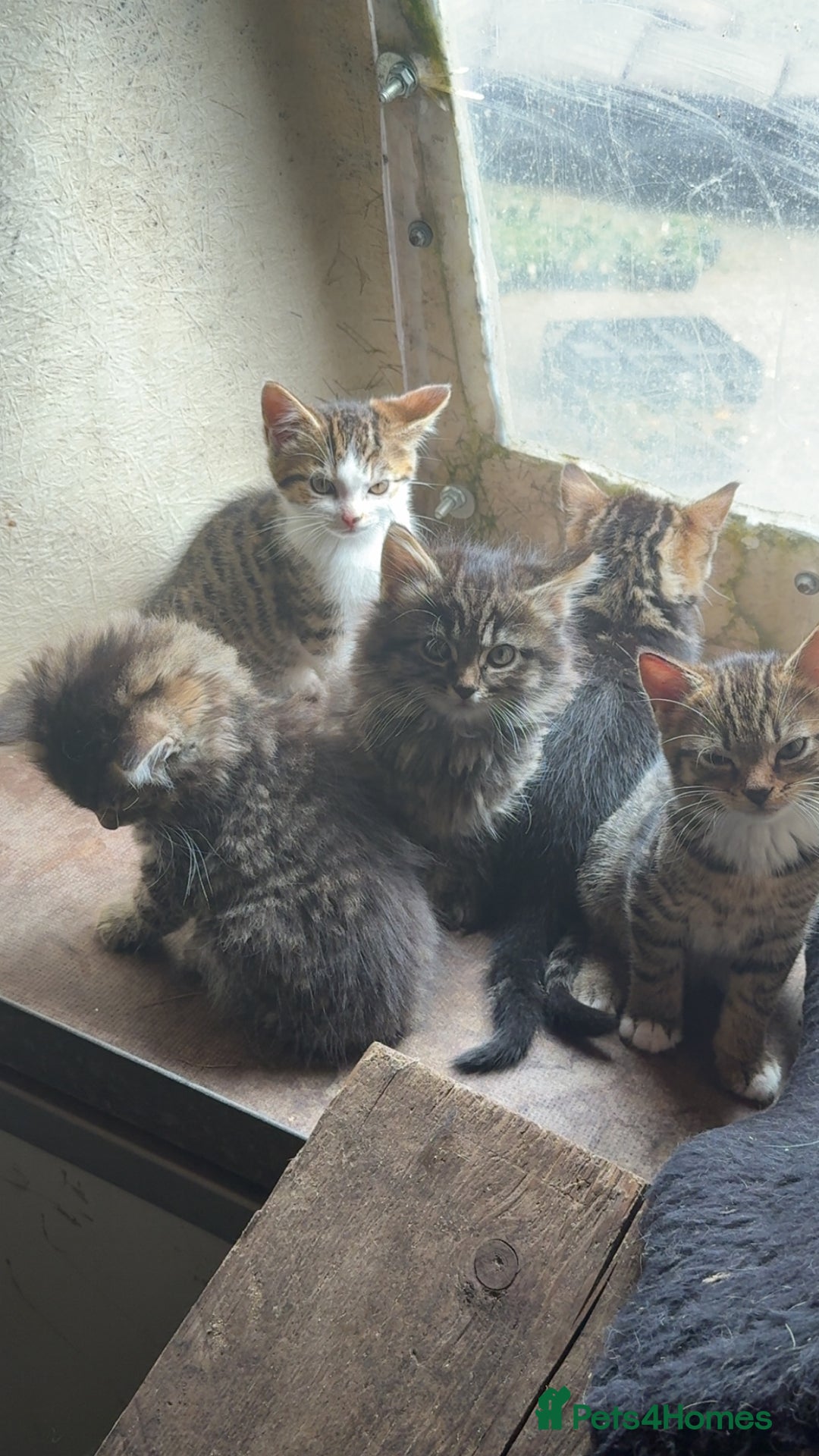Mixed Breed cats for sale: 4 Tabby Kittens - Image 2