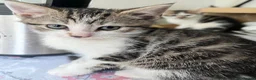 Mixed Breed cats for sale: 6 Lovely kittens for sale  - Advert 27