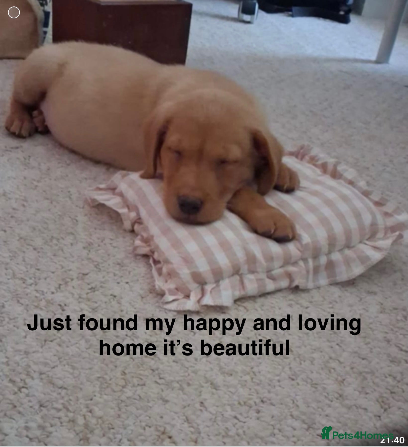 Labrador Retriever dogs Fox Red labrador - Advert 2