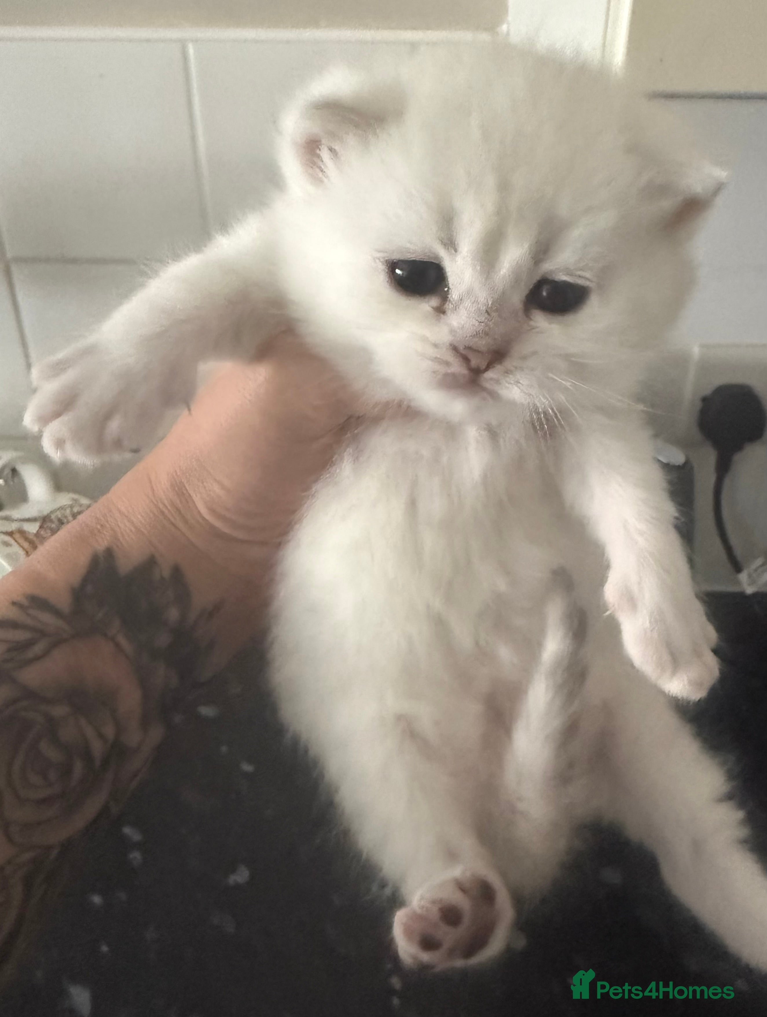 British Shorthair cats GCCF Champion Line BSH Silver/Black Tipped kittens - Advert 2
