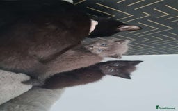 Ragdoll cats for sale: Grey boy  - Image 3