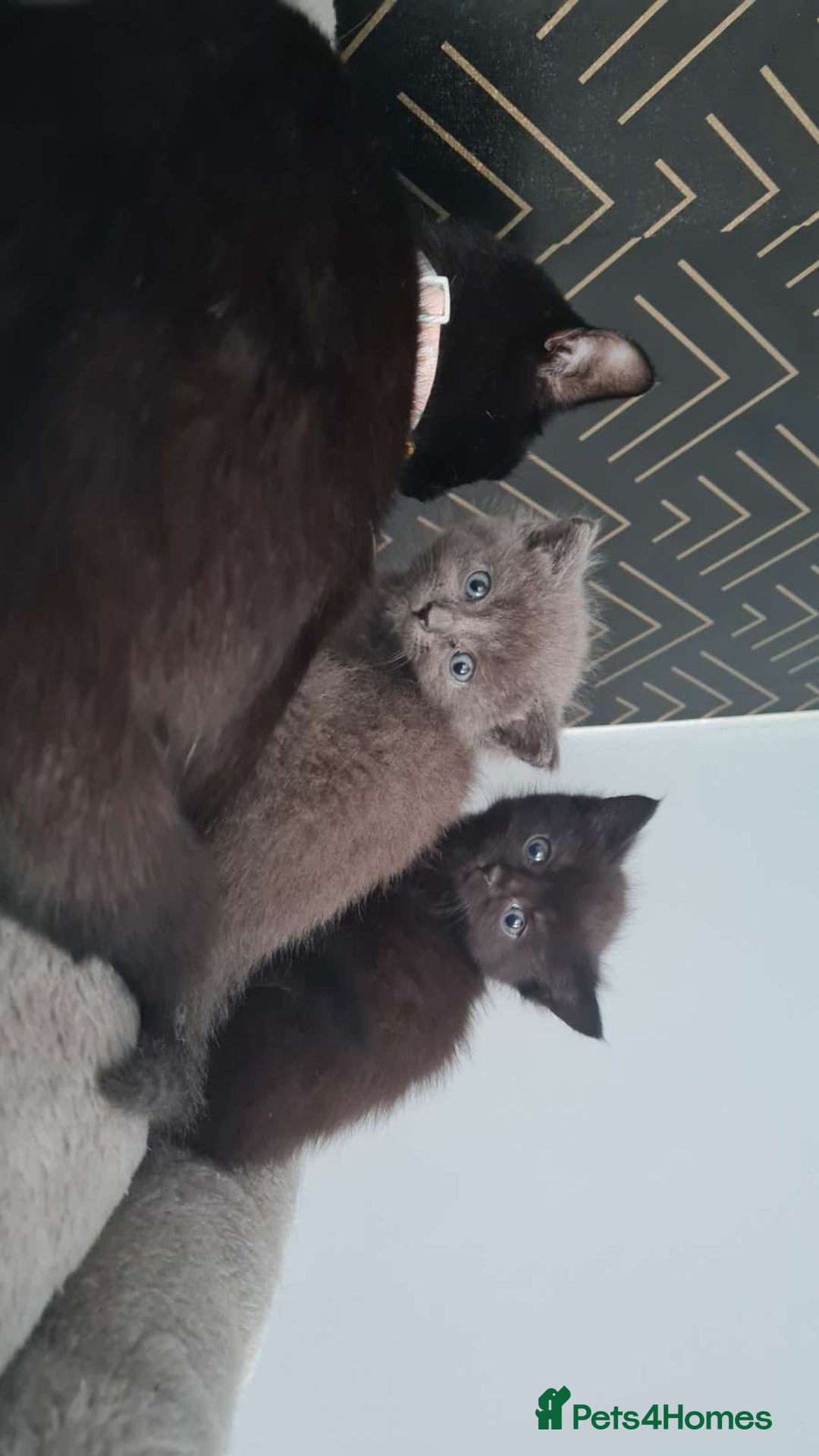 Ragdoll cats for sale: Grey boy  - Image 3