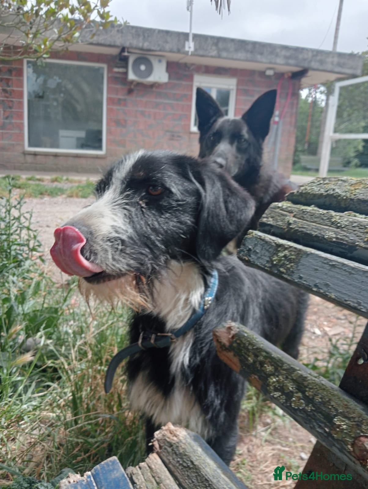 Mixed Breed dogs for adoption: Dracaris in Alfreton - Advert 4