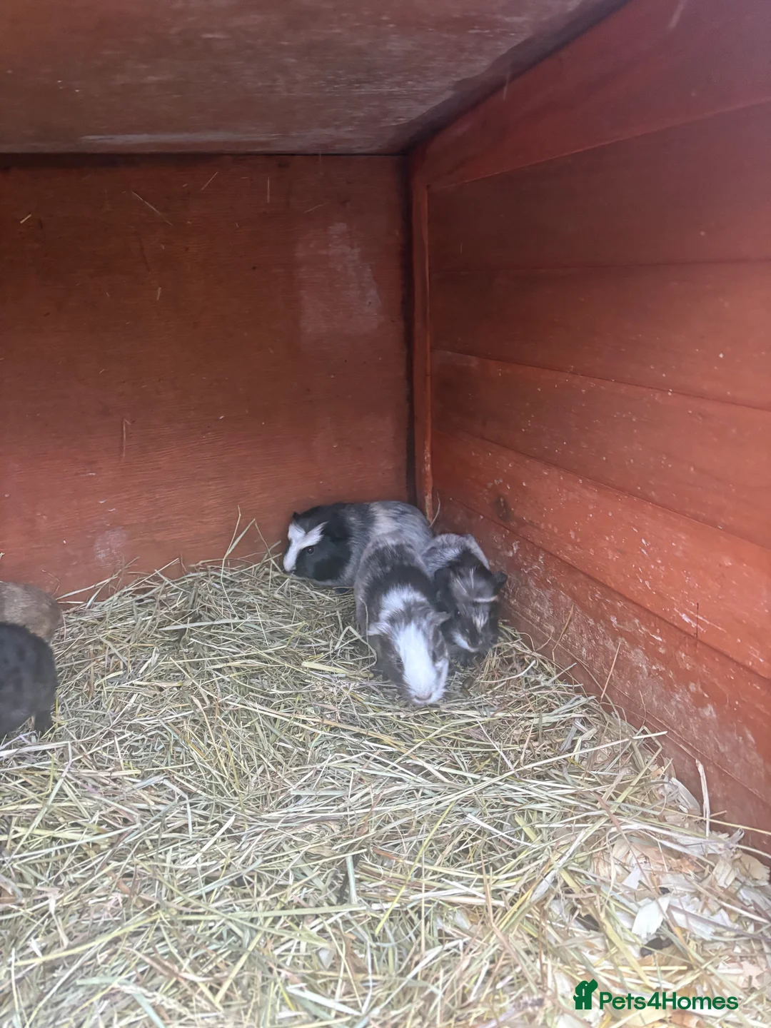 Guinea Pig rodents for sale: Baby guineapigs short and long haired mixed sex  - Advert 2