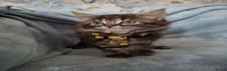 Mixed Breed cats for sale: 3x Beautiful maincoone cross kittens - Advert 29