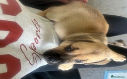 American Bull Staffy dogs for sale: American Bull Staffs - Image 6