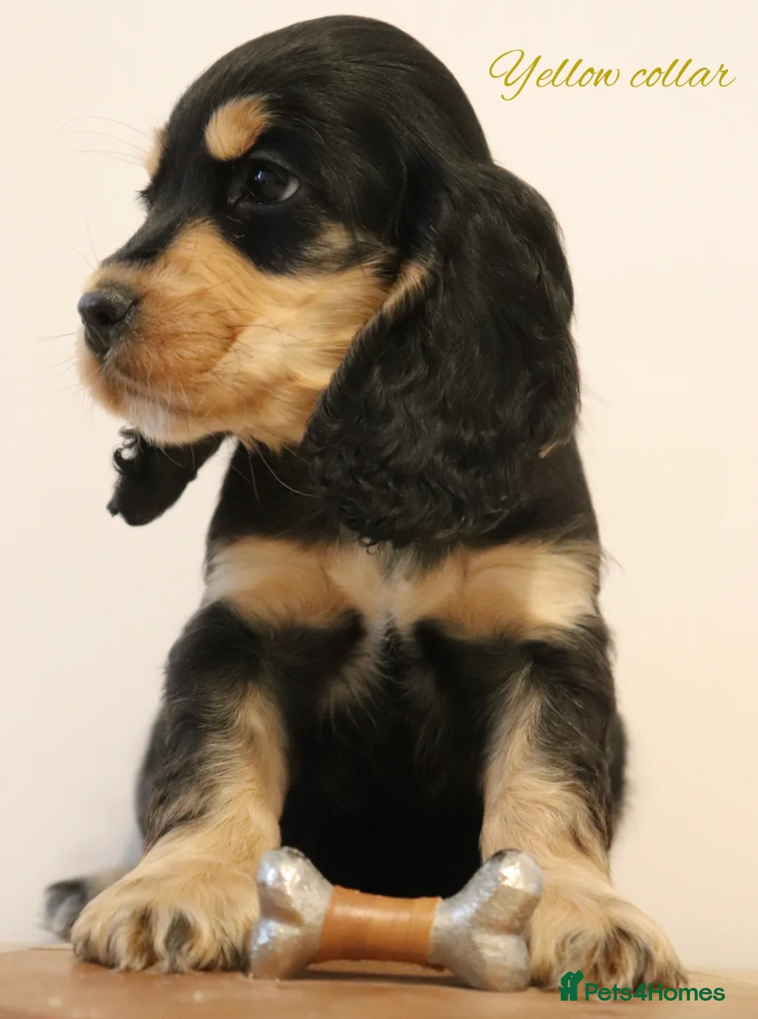 Cocker Spaniel dogs for sale: Two outstanding show cocker spaniels  - Advert 11