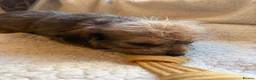 Mixed Breed dogs for sale: sausage x pom  - Advert 4