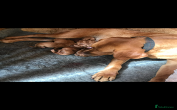 Labrador Retriever dogs for sale: Fox Red Labrador’s  - Image 18