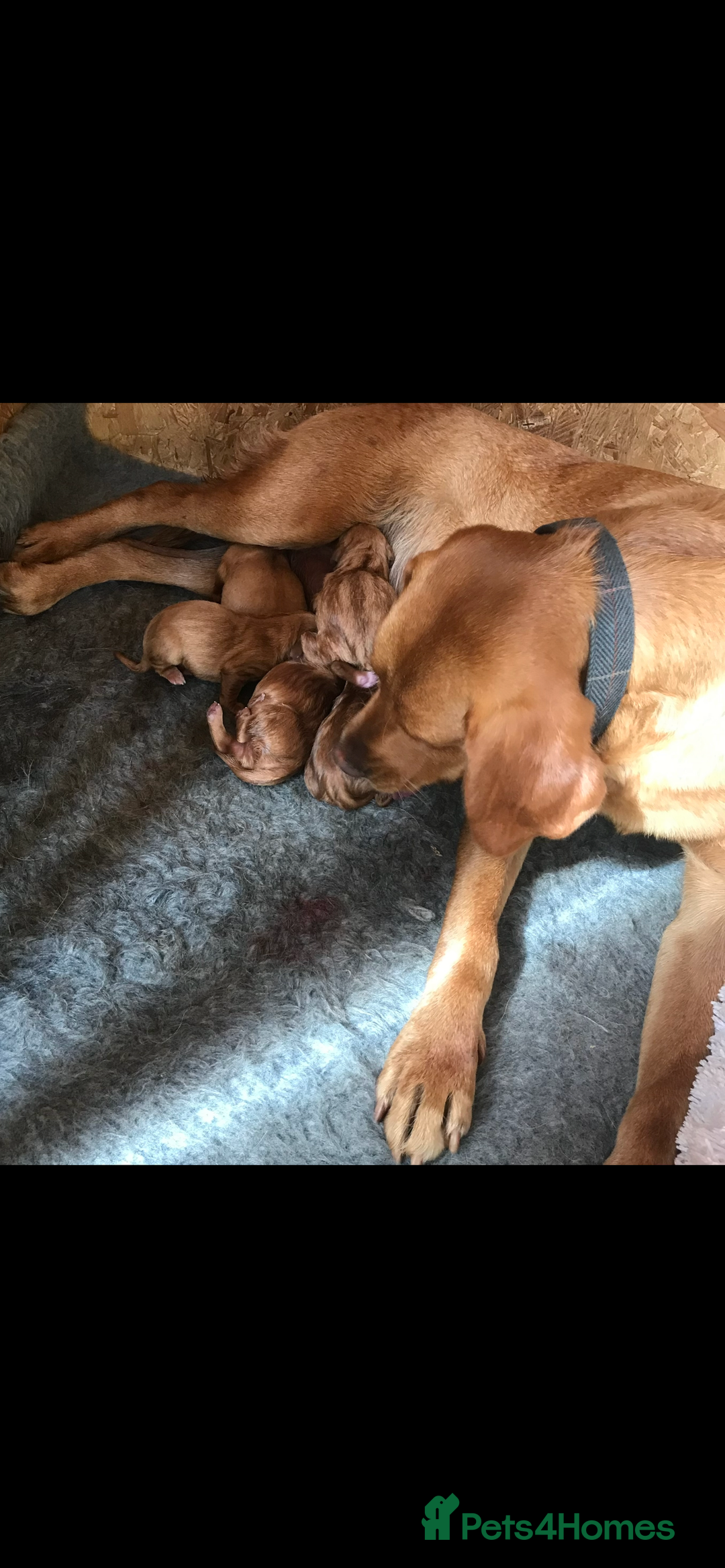 Labrador Retriever dogs for sale: Fox Red Labrador’s  - Image 18