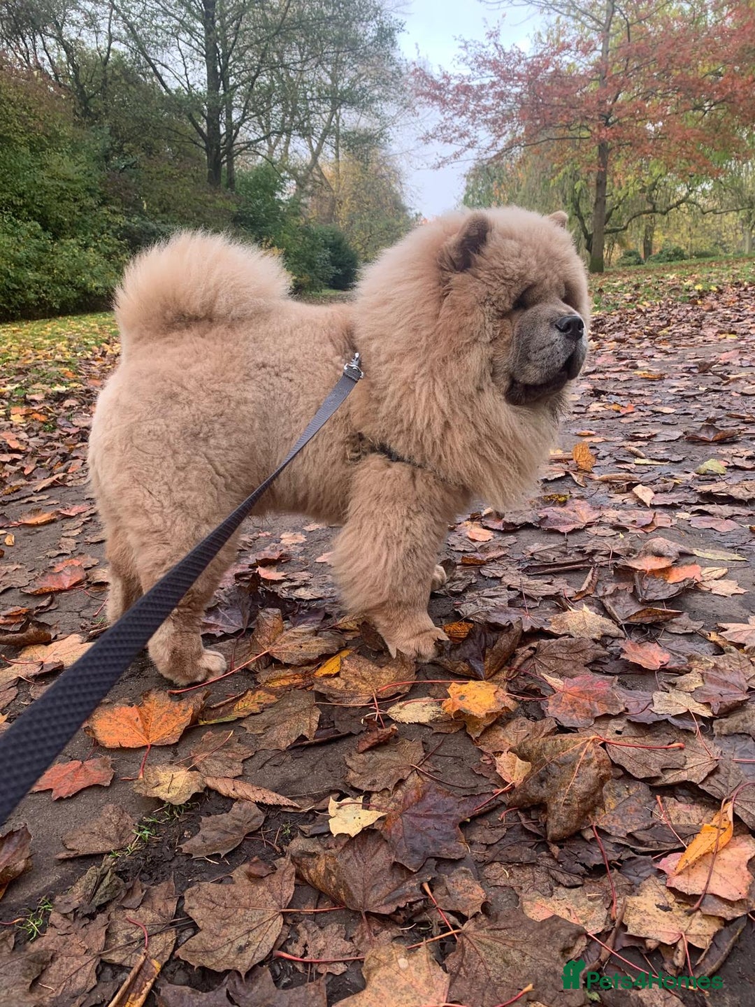 Gallery Image {{count}}