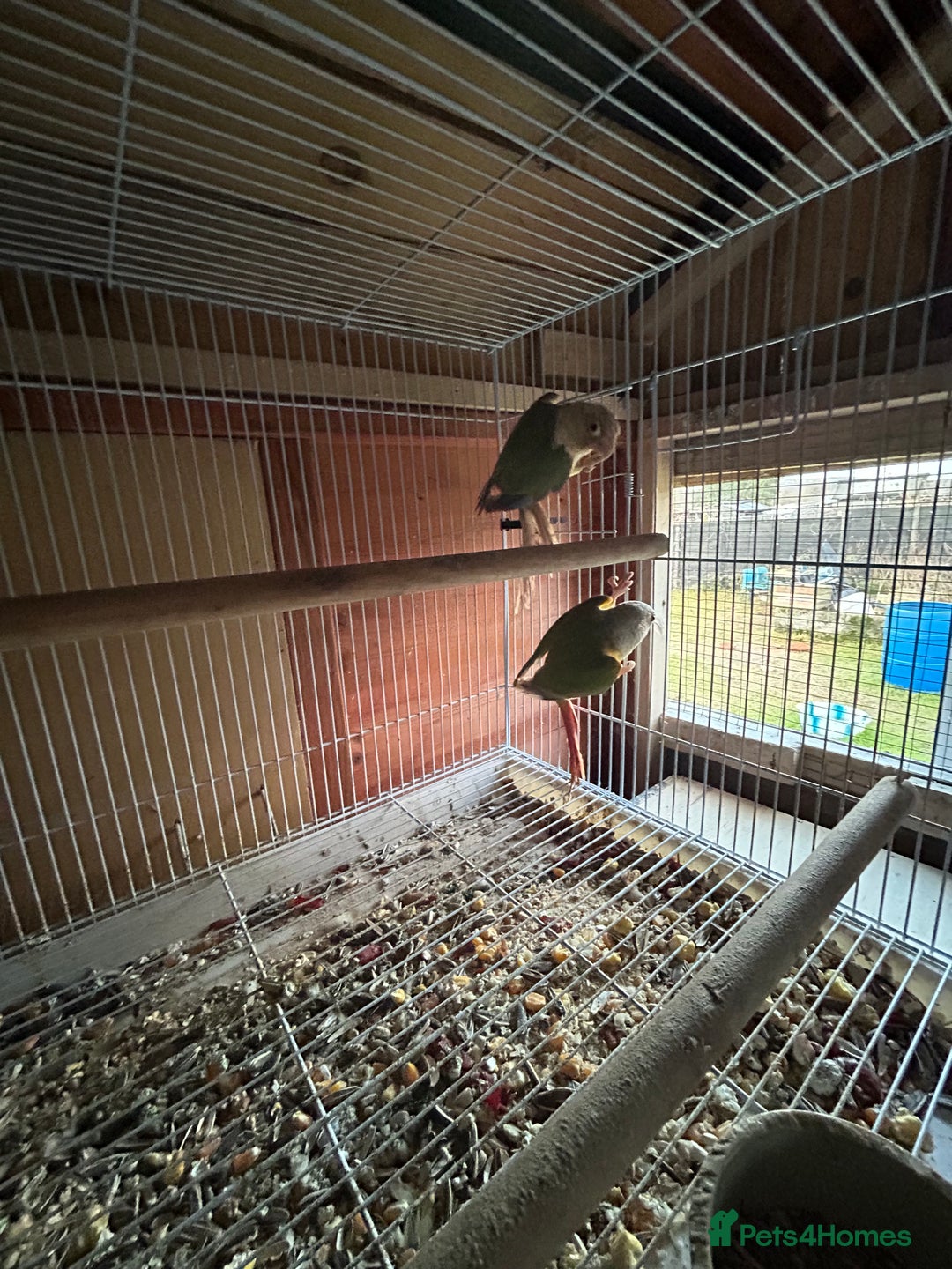 Conures birds for sale: Conures young pair  - Advert 5