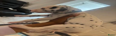 Dalmatian 1 aka Alex 
