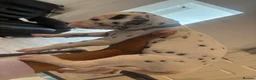 Dalmatian dogs for sale: 🐾 Stunning KC Pedigree Dalmatian Puppies 🐾 - Advert 18
