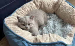 British Shorthair cats for sale: Beautiful Lilac British short haired kittens  in Glasgow - Image 36