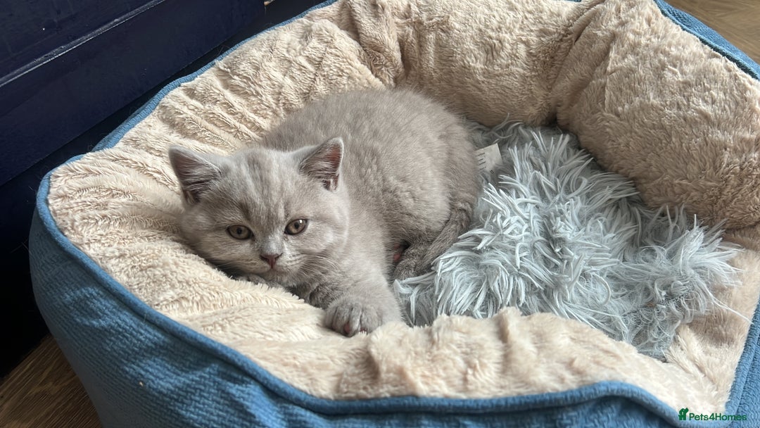 British Shorthair cats for sale: Beautiful Lilac British short haired kittens  in Glasgow - Image 36