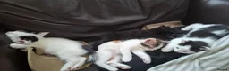 Mixed Breed cats for sale: 3 adorable little boys. in Mountain Ash - Advert 4