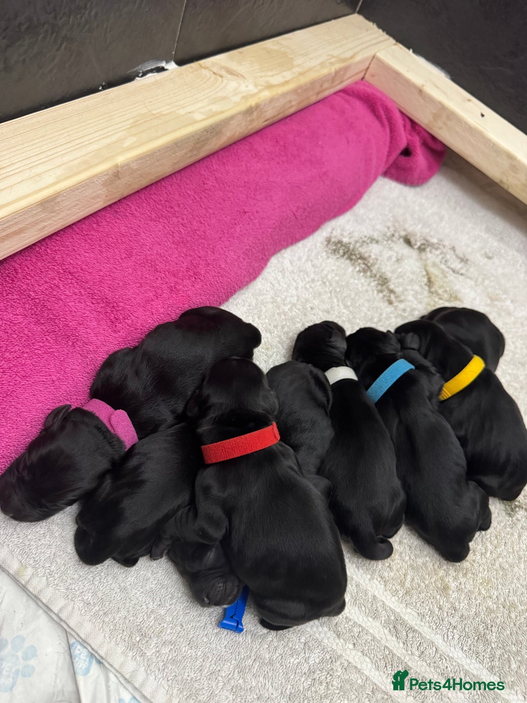 Cocker Spaniel dogs for sale: Working cocker spaniel  - Image 1