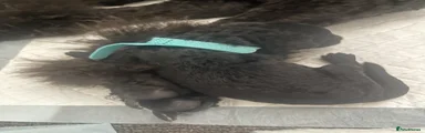 Azul (light blue collar) 
